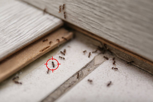 Best Affordable Pest Control Services  in Sanford, CO