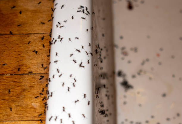 Best Residential Pest Control  in Sanford, CO