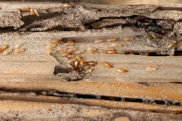 Best Exterminator Services  in Sanford, CO