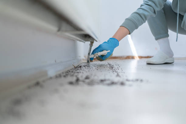 Reliable Sanford, CO Pest Control Solutions